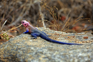 Stahlblaue Felsenagame