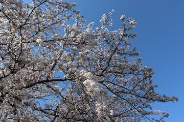 日本　桜　絶景