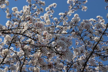 日本　桜　絶景