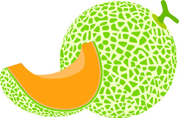 vector illustration of green melon