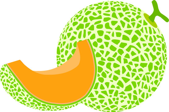 Vector Illustration Of Green Melon