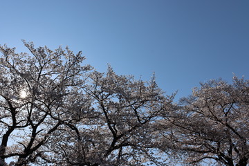 日本　桜　絶景