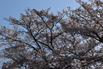 日本　桜　絶景