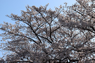 日本　桜　絶景