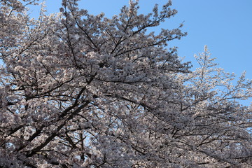 日本　桜　絶景