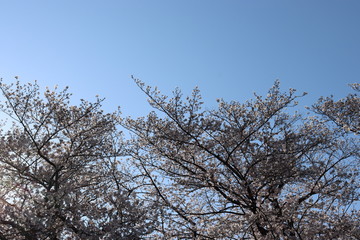 日本　桜　絶景