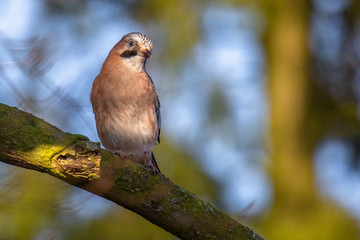 Eurasian jay (Garrulus glandarius) on  European beech (Fagus sylvatica)