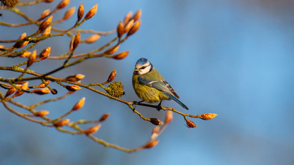 Eurasian blue tit (Cyanistes caeruleus) on  European beech (Fagus sylvatica)