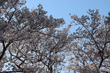 日本　桜　絶景
