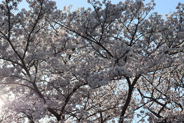 日本　桜　絶景