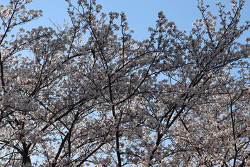 日本　桜　絶景