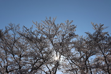 日本　桜　絶景