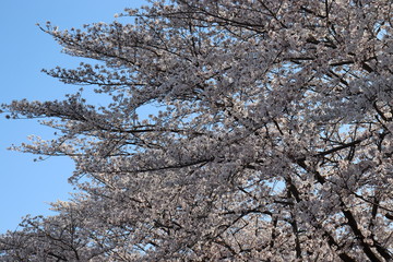 日本　桜　絶景