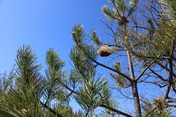 chenille processionnaire