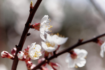 White flowers and buds on branches of apricot tree.