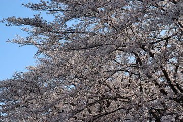 日本　桜　絶景