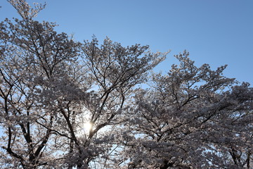 Naklejka premium 日本 桜 絶景