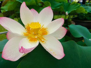 lotus