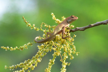 Chameleons with nature, Chameleons or chamaeleons are a distinctive and highly specialized clade of...