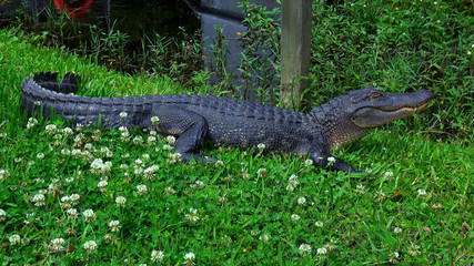 Big alligator in the swamps of Louisiana