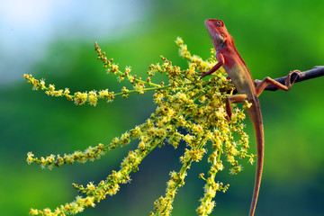 Chameleons with nature, Chameleons or chamaeleons are a distinctive and highly specialized clade of Old World lizards with 202 species described as of June 2015. These species come in a range of color