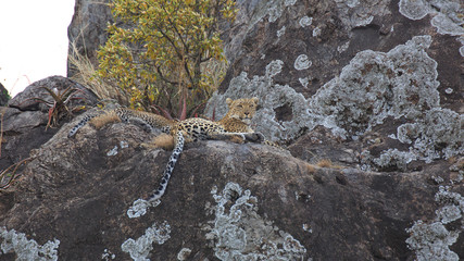 Leopardin