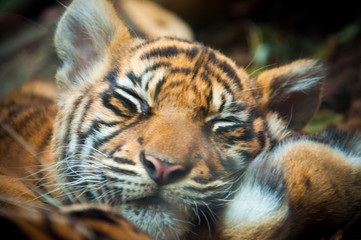 Sleeping Tiger