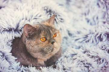 Cute cat peeking out from under the soft fur blue blanket. Relaxing at home British shorthair cat