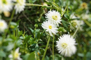 Fototapeta premium Chrysanthemum flowers in the garden. spring entry concept