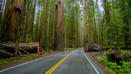 Lonesome road in the mist leading through the Redwoods National Park