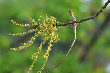 Chameleons with nature, Chameleons or chamaeleons are a distinctive and highly specialized clade of Old World lizards with 202 species described as of June 2015. These species come in a range of color