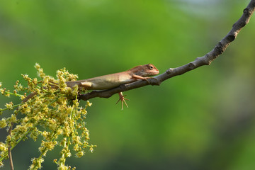 Chameleons with nature, Chameleons or chamaeleons are a distinctive and highly specialized clade of...