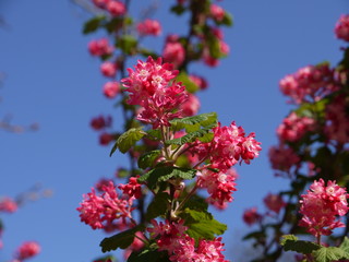 Blüten im Frühling