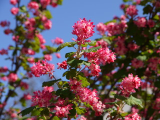 Blüten im Frühling
