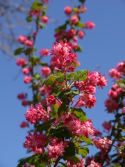 Blüten im Frühling