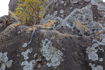 Leopardin