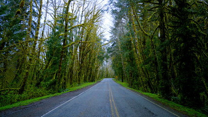 Creepy trees at Hoh Road in the rain forest of Olympic National Park