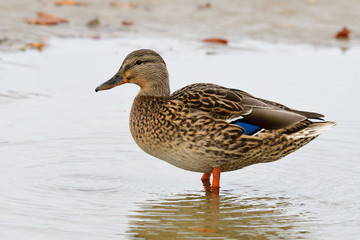 	
Stockente im Herbst an der Ostsee	
