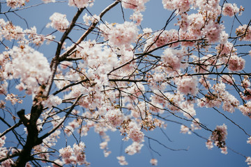 Cherry Blossom