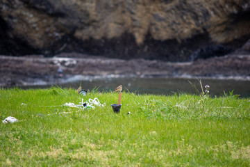 ジョウビタキの雌　島根県松江市島根町の海辺にて