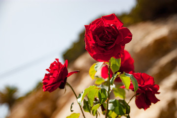red rose in the garden