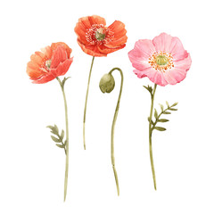 Beautiful watercolor floral set with red and pink poppy flowers. Stock illustration. - obrazy, fototapety, plakaty