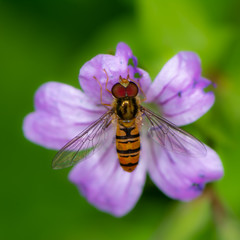 Hoverfly on a purple flower blossom