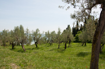 Lake Garda and Verona!