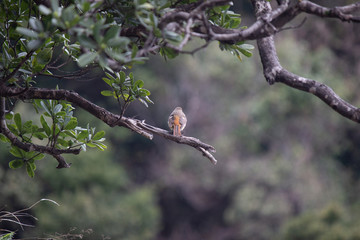 ジョウビタキの雌　島根県松江市島根町の海辺にて　Daurian redstart, female