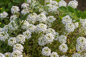 white flowers on a green background