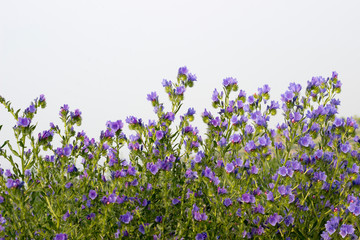 lavender flowers in the field