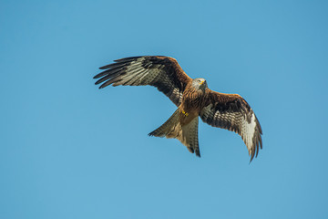 red kite in flight with blue sky in the background
