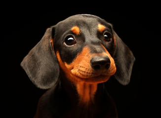 Portrait of a smiling dachshund puppy