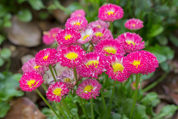pink daisy flowers